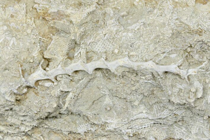 Archimedes Screw Bryozoan Fossil - Alabama #178181